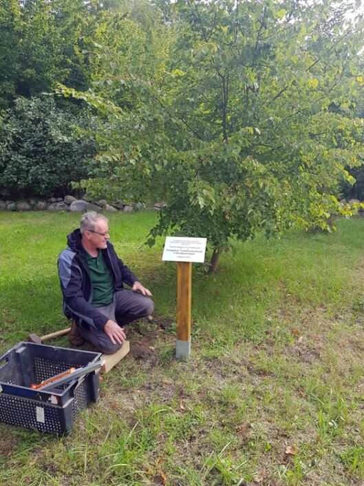 Gedenktafel vor dem Lindenbaum in Krusenfelde-Gramzow