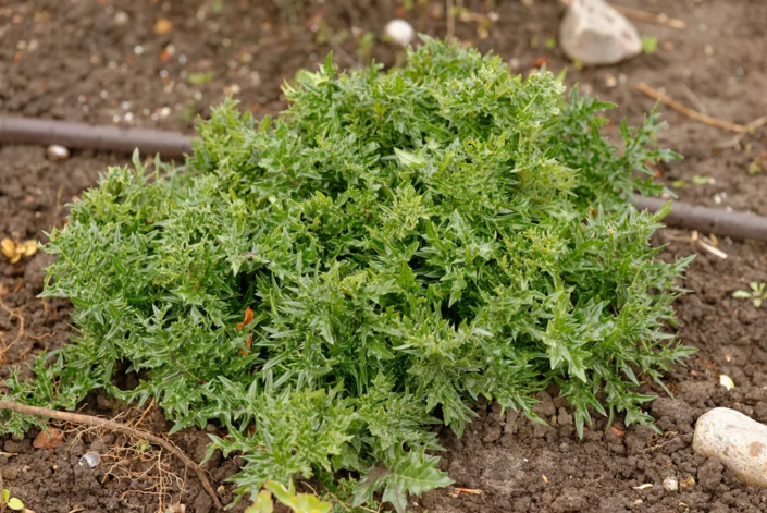 Der stachelige Akanthus