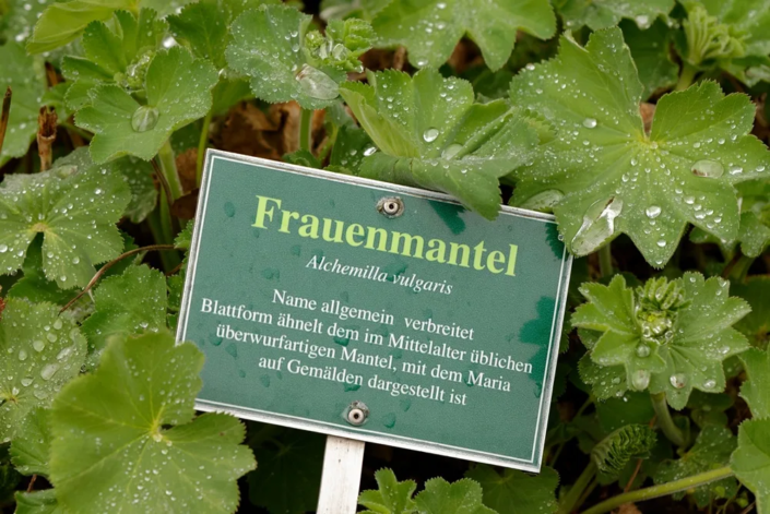 Frauenmantel