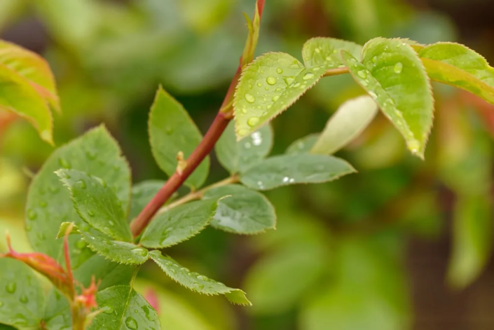 Rosenblätter